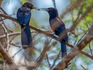 雄性和雌性成鳥/雄性未成年鳥 - Jean-Louis  Carlo - ML245209161