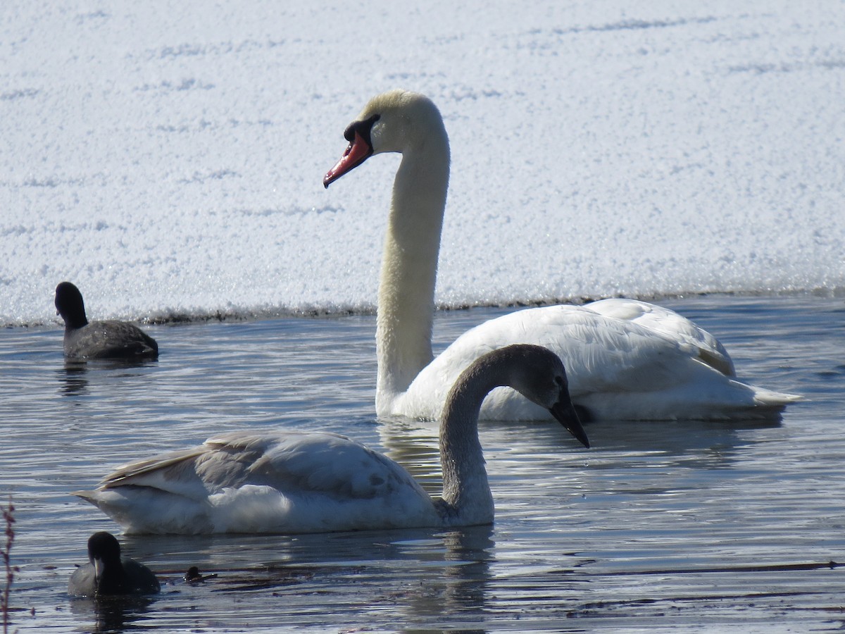 Tundra Swan - Sherree Sheide