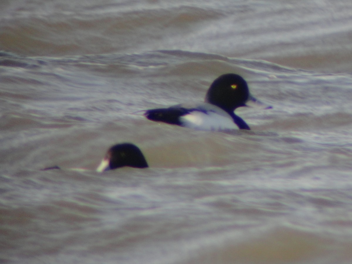 Greater Scaup - Jana Marco