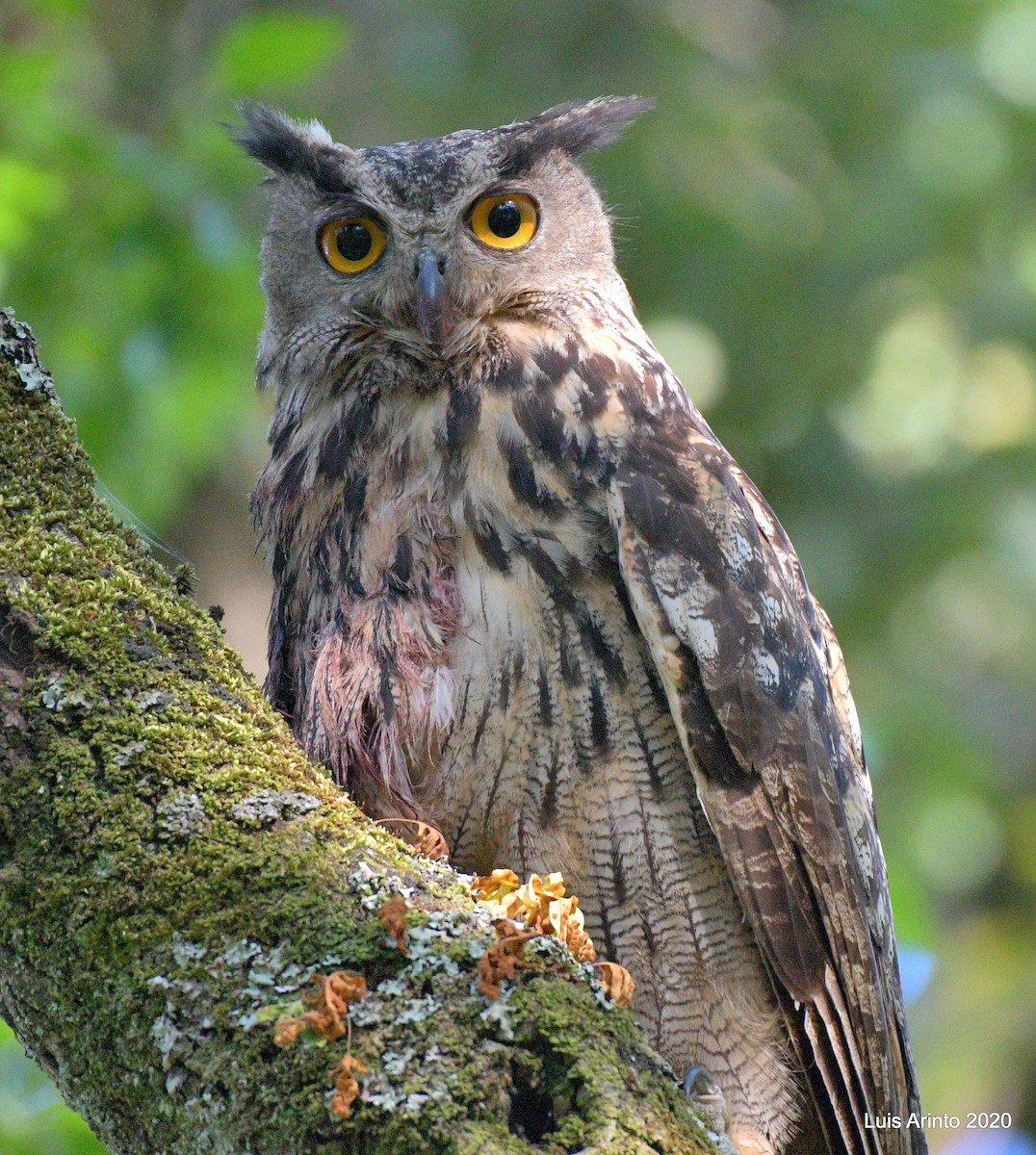 Eurasian Eagle-Owl - Luis Arinto