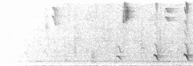 Weißbrust-Ameisenwürger - ML245212761