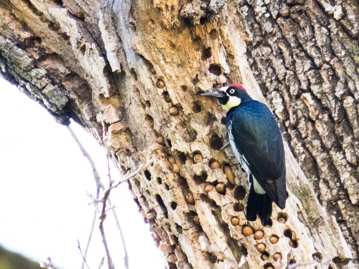 Acorn Woodpecker - ML24521311