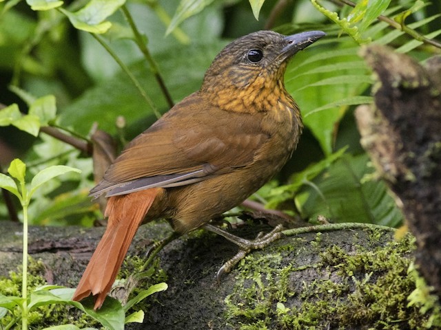 Photos - Streak-breasted Treehunter - Thripadectes rufobrunneus - Birds ...