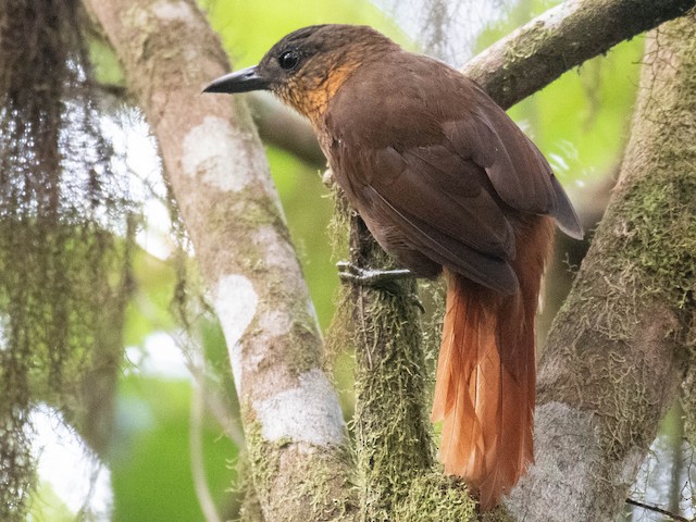 Photos - Streak-breasted Treehunter - Thripadectes rufobrunneus - Birds ...