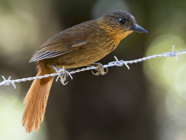 Photos - Streak-breasted Treehunter - Thripadectes rufobrunneus - Birds ...