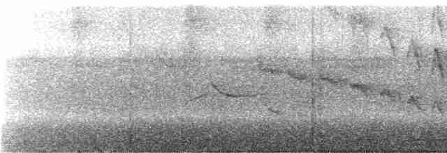 Прямоклювый колибри-отшельник (bourcieri) - ML245220
