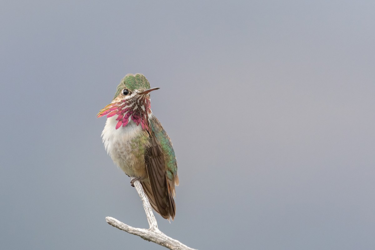 Calliope Hummingbird - Blair Dudeck