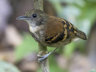 雌鳥 - fernando Burgalin Sequeria - ML245227831