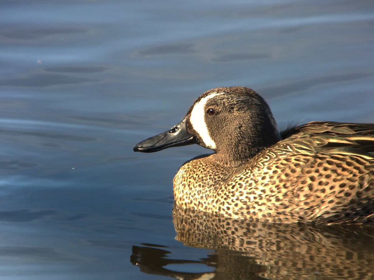 Blue-winged Teal - Will Brooks
