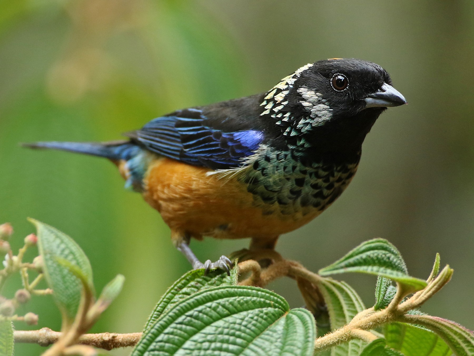 Spangle-cheeked Tanager - Anonymous