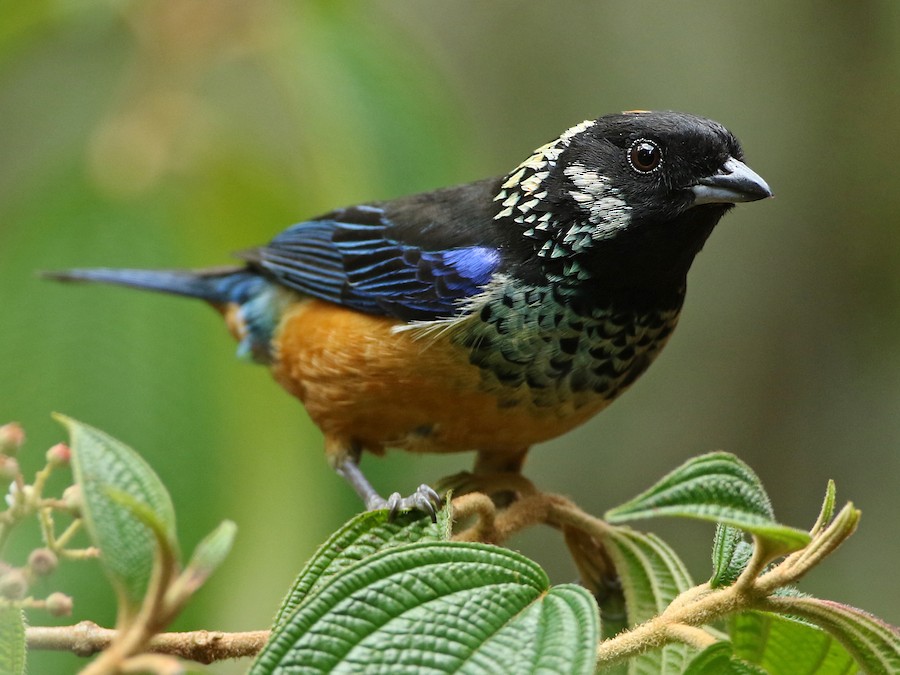 Spangle-cheeked Tanager - eBird