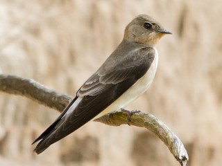  - Southern Rough-winged Swallow