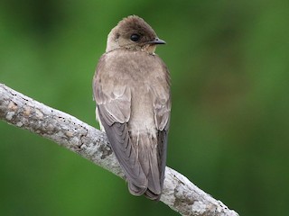 格安 Rough-winged Southern Swallow eBird - ラグ・カーペット