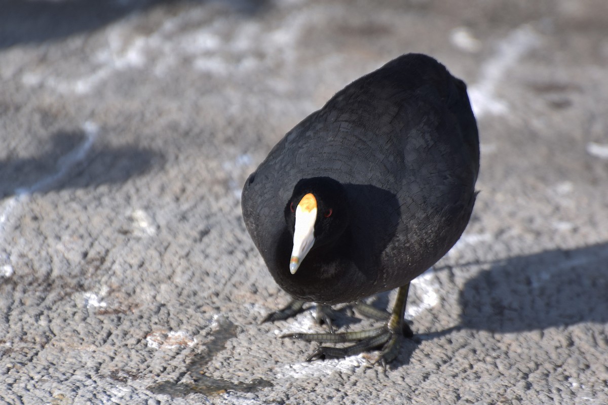 American Coot (Red-shielded) - ML24523571