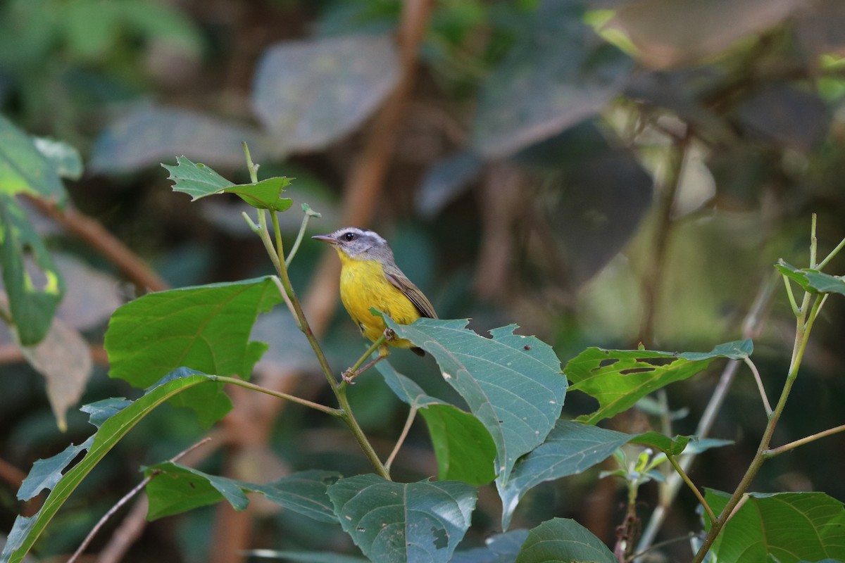 Golden-crowned Warbler - ML245236751