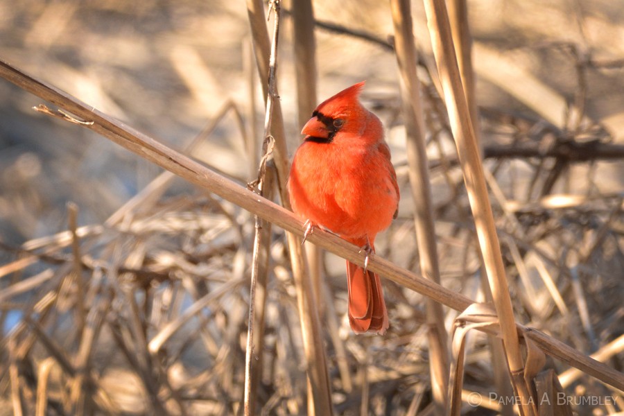 Northern Cardinal - Pam Brumbley