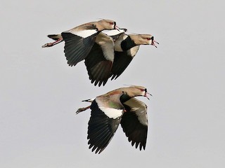  - Southern Lapwing