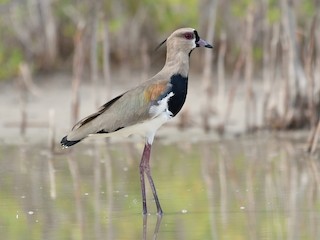  - Southern Lapwing
