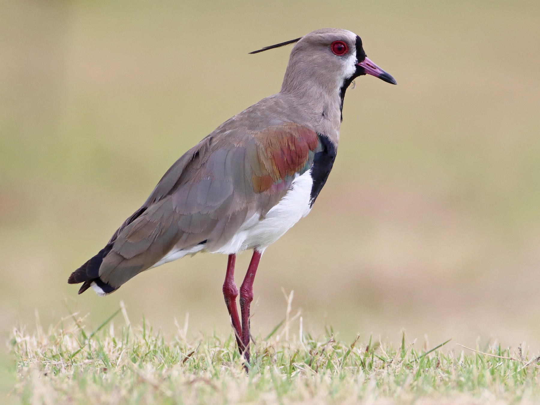 Southern Lapwing - Anonymous