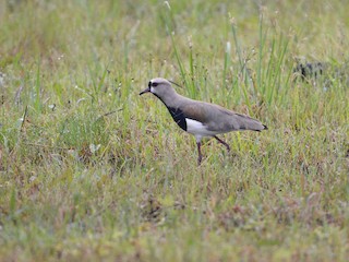  - Southern Lapwing