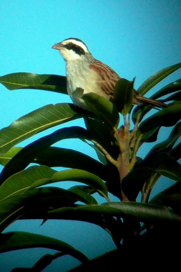 Stripe-headed Sparrow - Grace Oliver