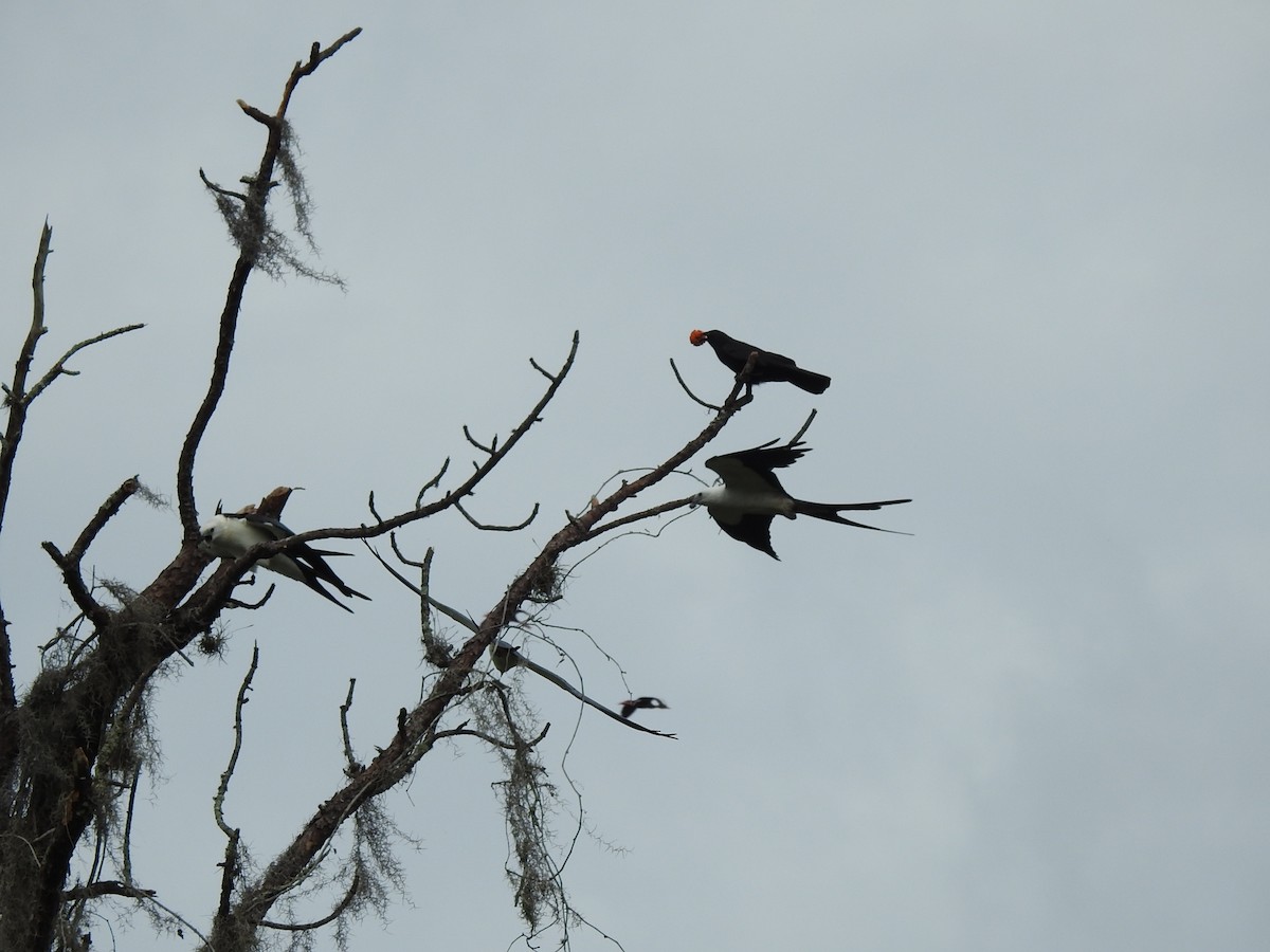 Swallow-tailed Kite - Josephine Muncy