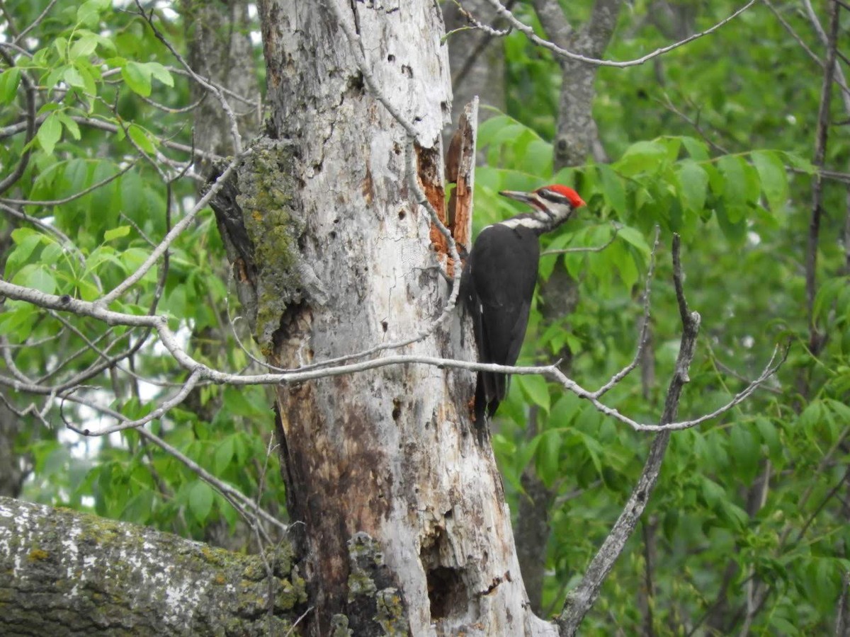 Pileated Woodpecker - ML245246821