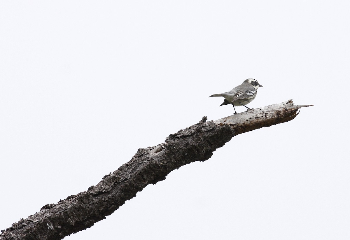Black-throated Gray Warbler - ML245249381