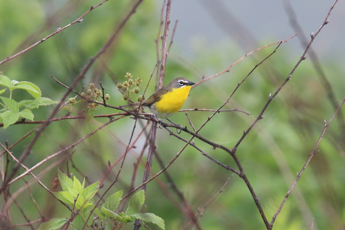Yellow-breasted Chat - David Carr