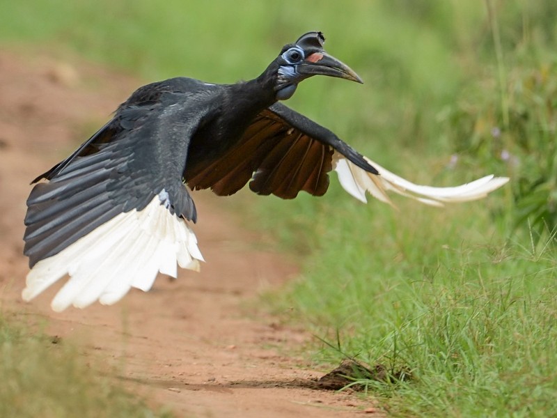Abyssinian Ground-Hornbill - Kris Blachowiak