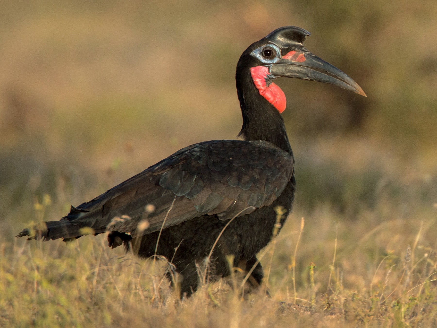 Abyssinian Ground-Hornbill - Ian Davies