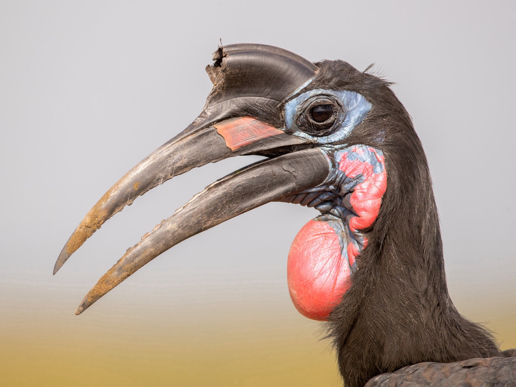 ground hornbill nest