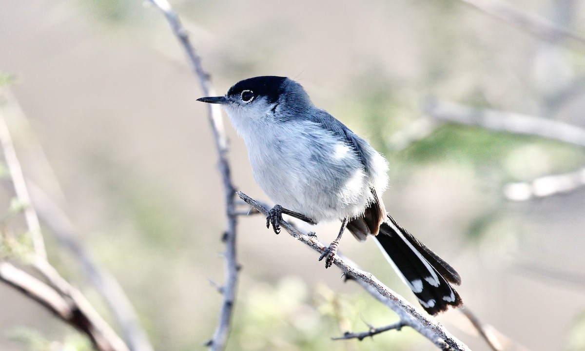 Black-tailed Gnatcatcher - Aaron Boone