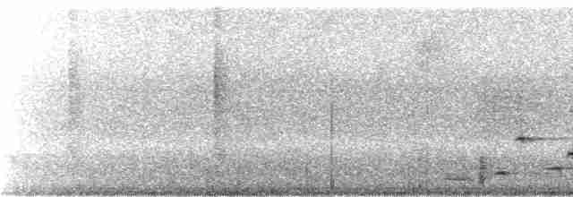 Musician Wren (Gray-eared) - ML245263