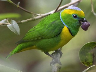 Golden-browed Chlorophonia - Chlorophonia callophrys - Birds of the World