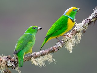 雄鳥和雌鳥 - Adriana Dinu - ML245264041