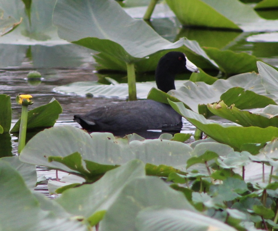American Coot (Red-shielded) - ML24526481