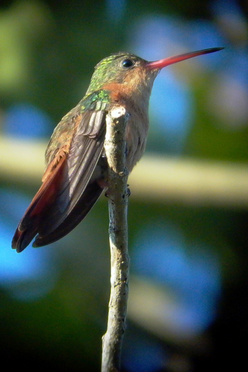 Tarçın Renkli Kolibri - ML24526491
