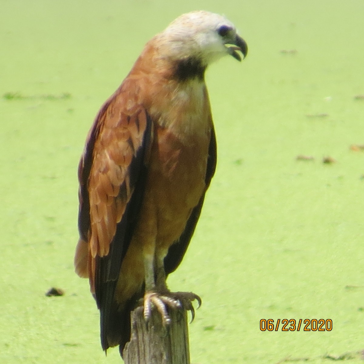 Black-collared Hawk - ORLANDO PADILLA