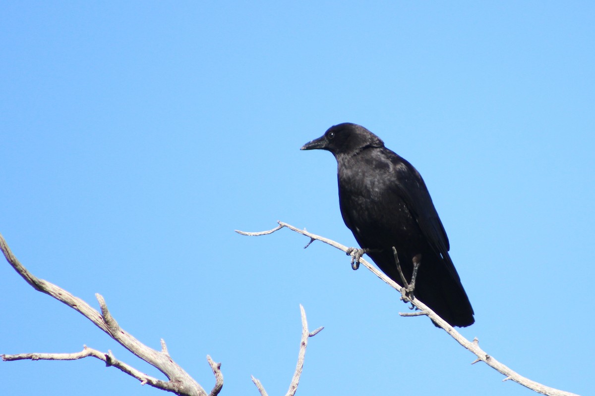 American Crow - ML245265411