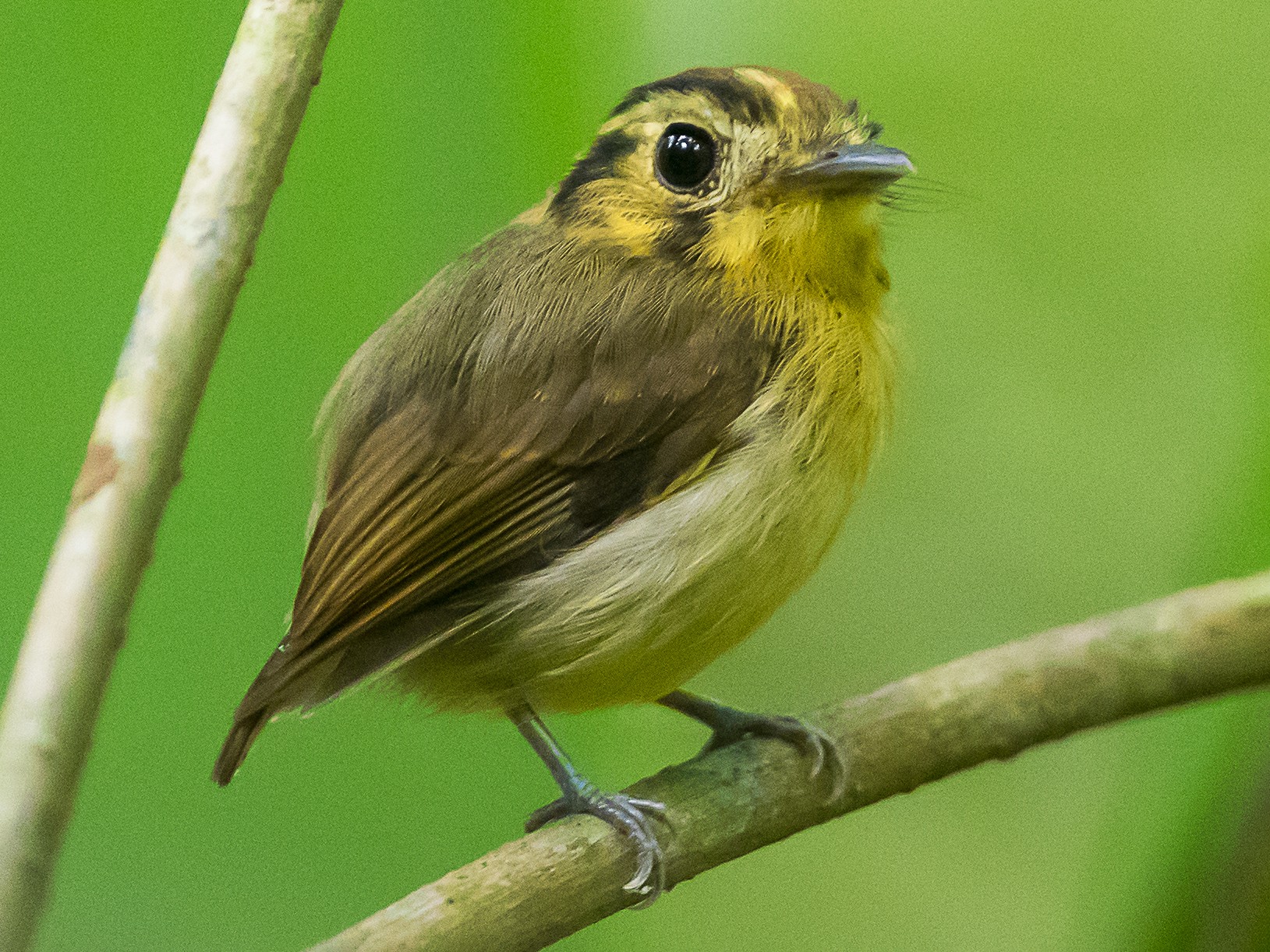 Goldencrowned Spadebill eBird