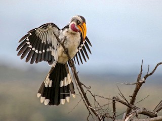 ヒガシキバシコサイチョウ - eBird