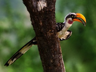 ヒガシキバシコサイチョウ - eBird