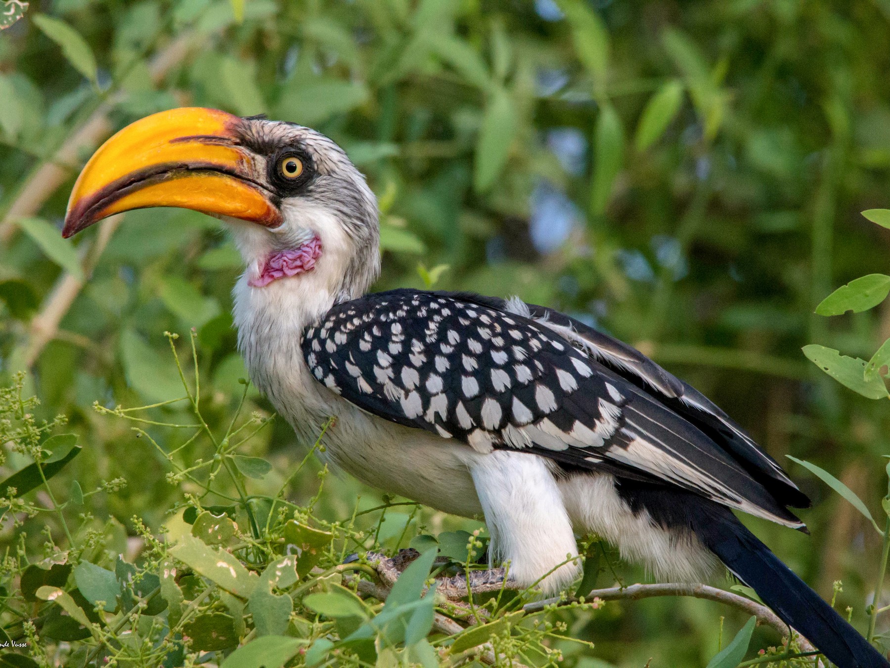 Eastern Yellow-billed Hornbill - Kevin Vande Vusse