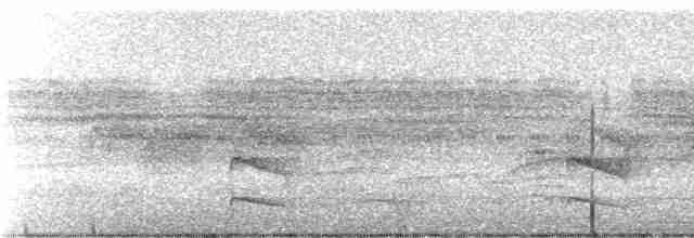 Strichelbrust-Maskentyrann - ML245268