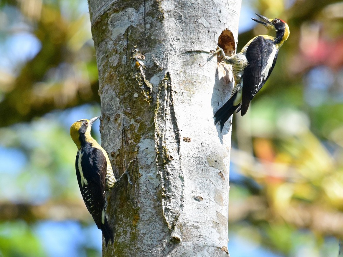 Golden-naped Woodpecker - Joel Trick