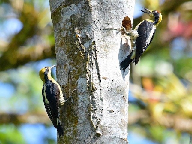 Male and female - Golden-naped Woodpecker - 