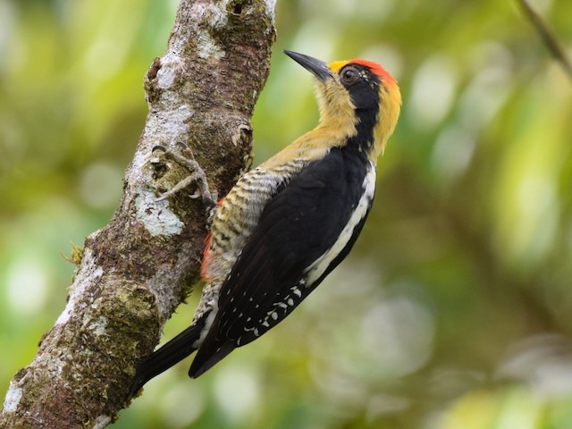 Male - Golden-naped Woodpecker - 