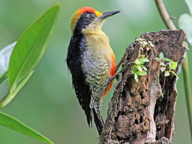 Male - Golden-naped Woodpecker - 