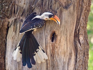 アビシニアコサイチョウ - eBird